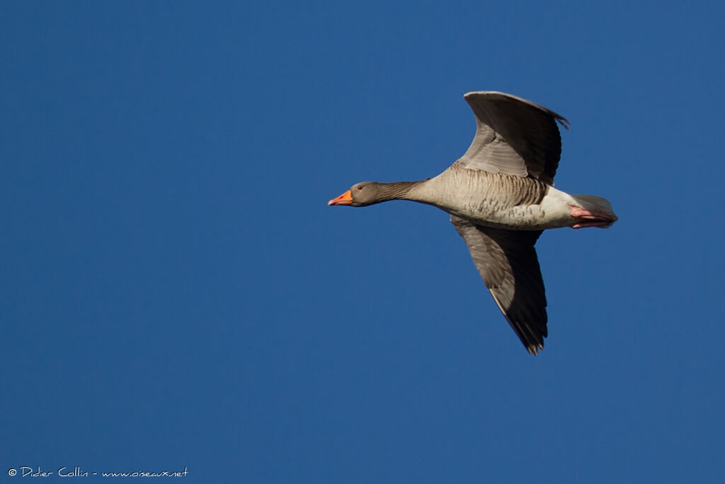 Greylag Gooseadult, Flight