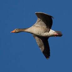 Greylag Goose