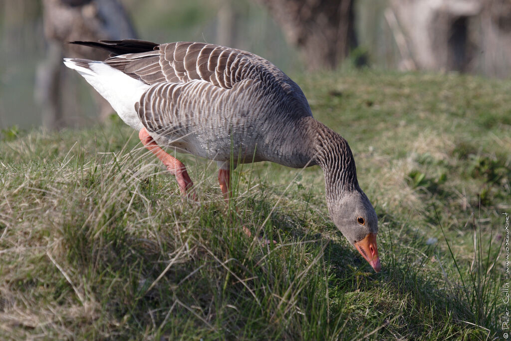 Greylag Gooseadult