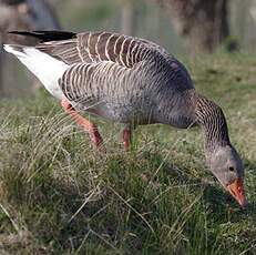 Greylag Goose