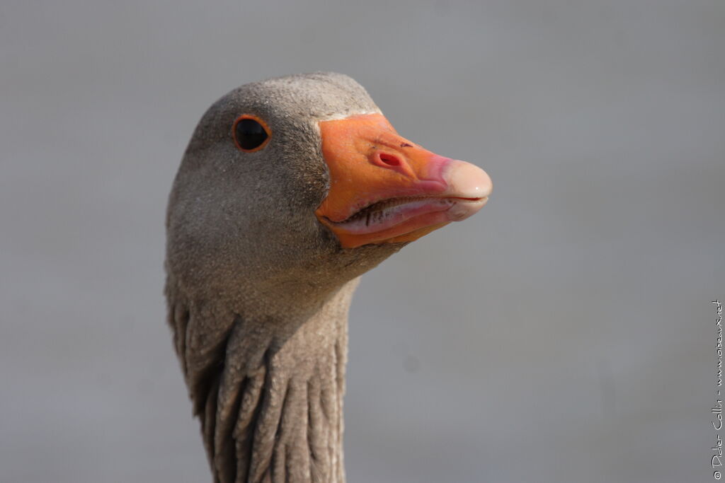 Greylag Goose