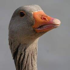 Greylag Goose