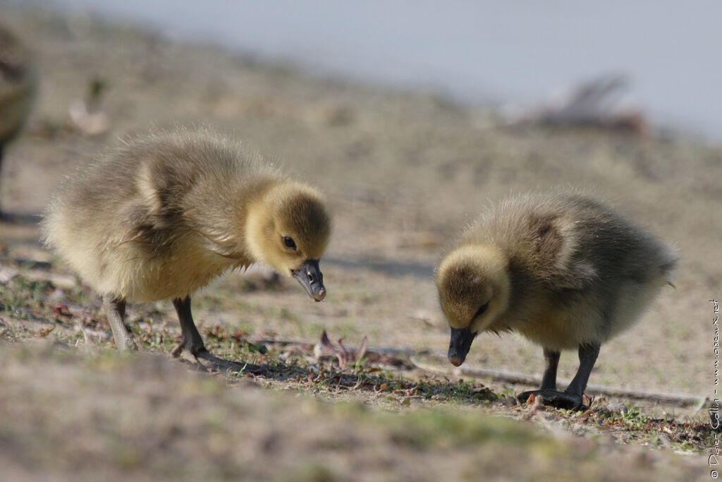 Greylag Goosejuvenile