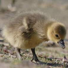 Greylag Goose