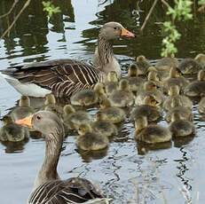 Greylag Goose