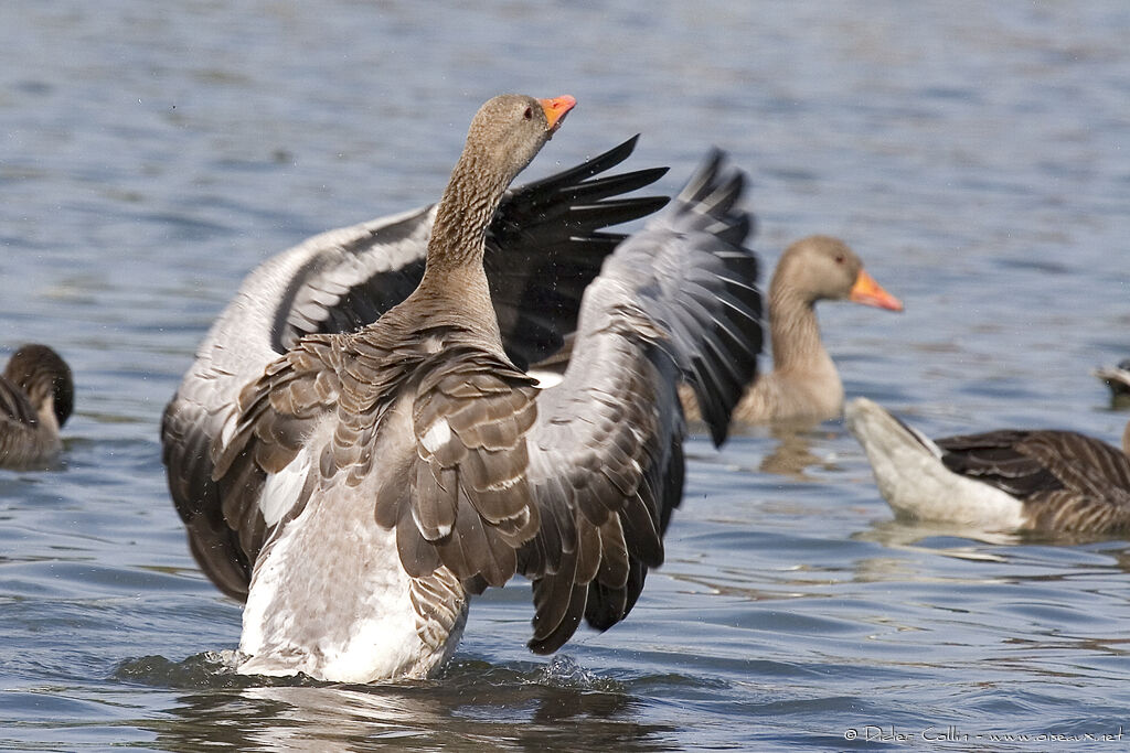 Greylag Goose