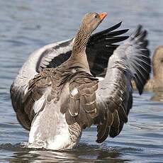 Greylag Goose