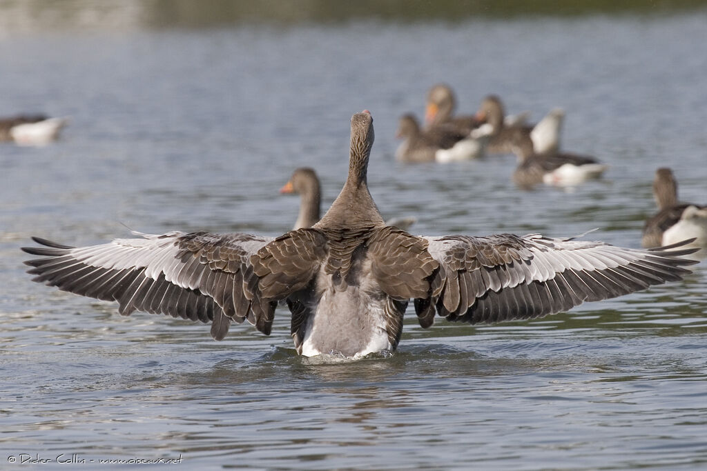 Greylag Goose