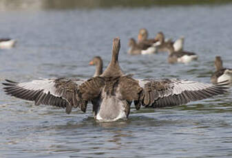 Greylag Goose