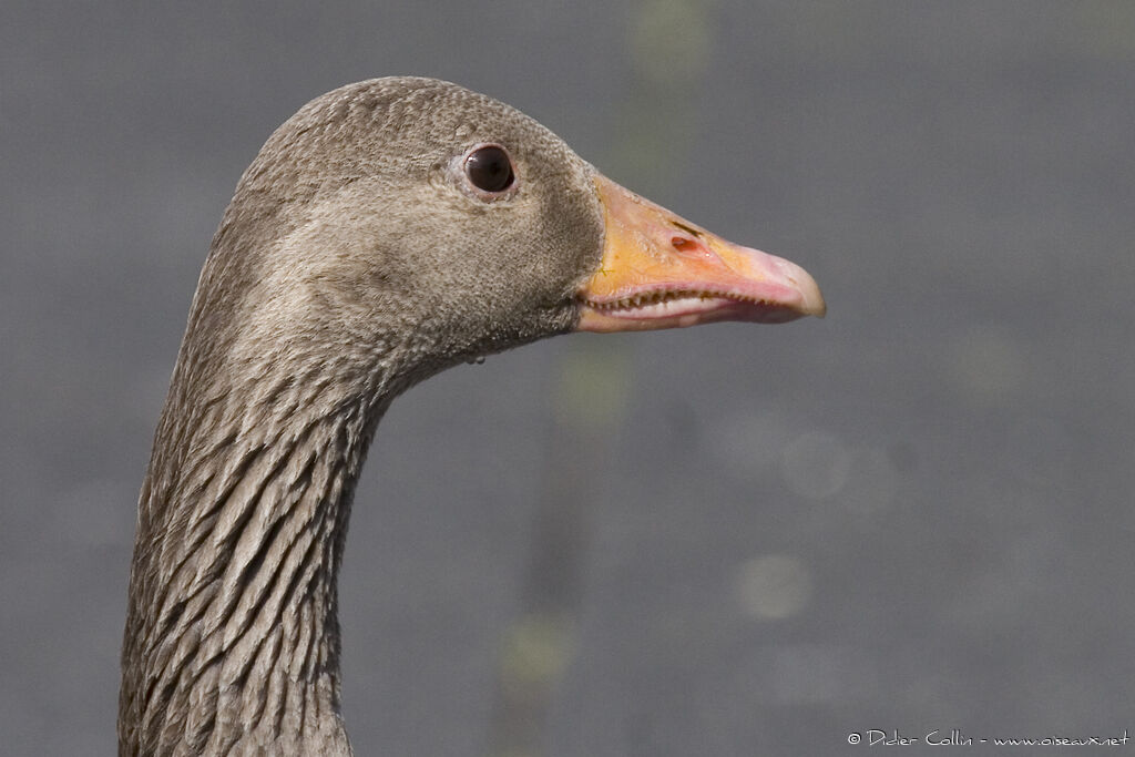 Greylag Goose