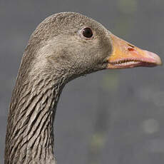 Greylag Goose