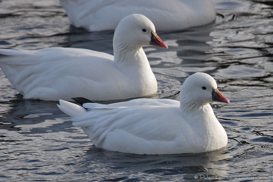 Ross's Goose, identification