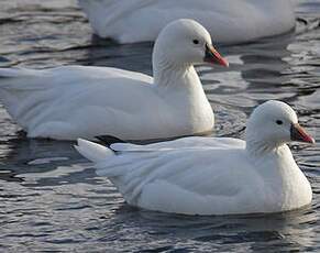 Ross's Goose