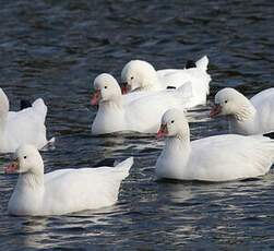 Ross's Goose