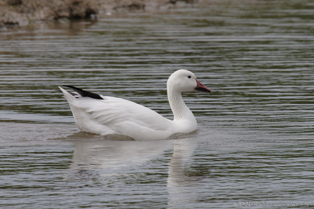 Snow Goose