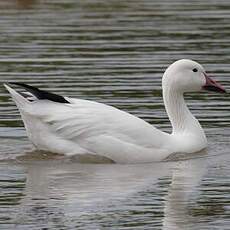 Snow Goose