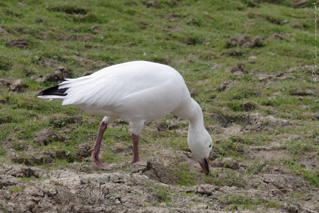 Snow Goose