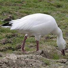 Snow Goose