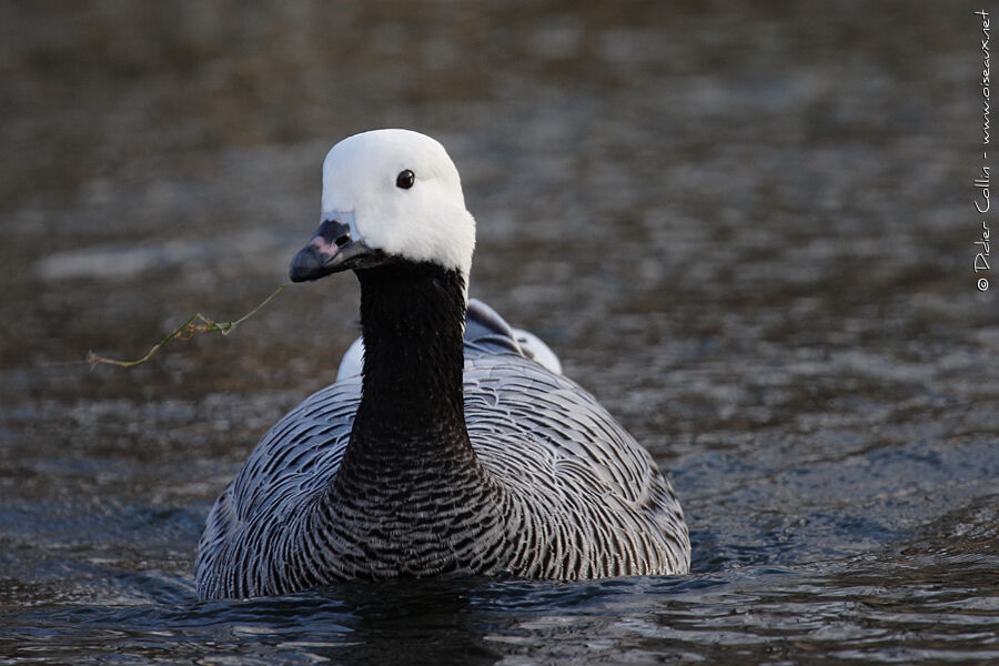 Emperor Gooseadult