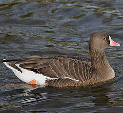 Lesser White-fronted Goose