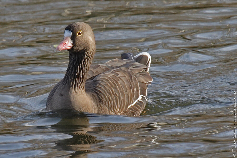 Lesser White-fronted Gooseadult