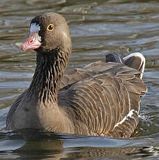 Lesser White-fronted Goose