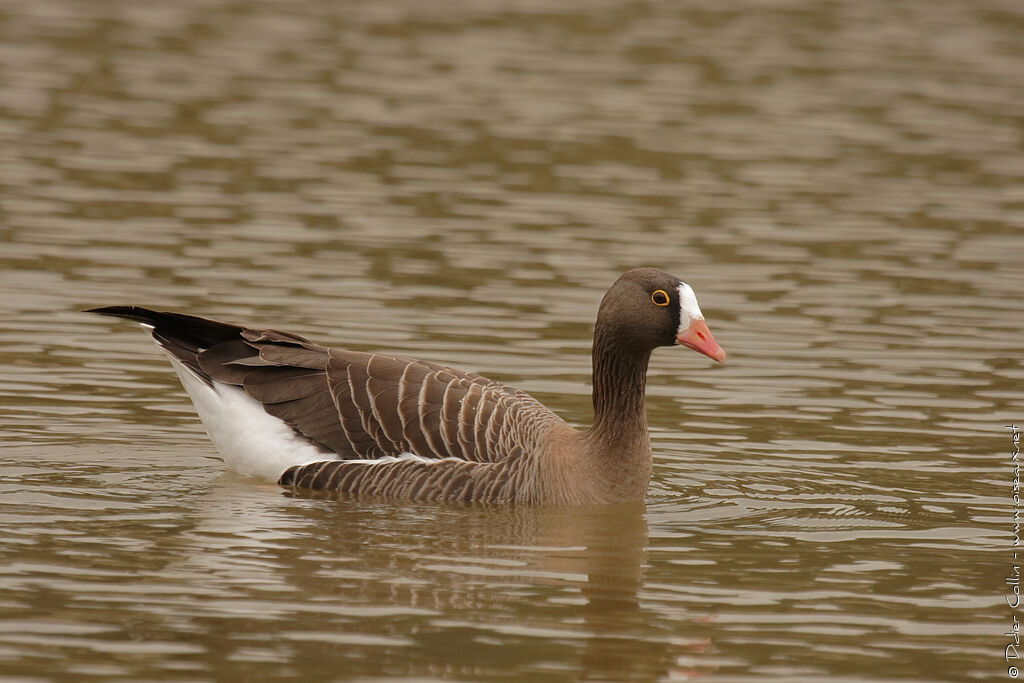 Oie naine, identification