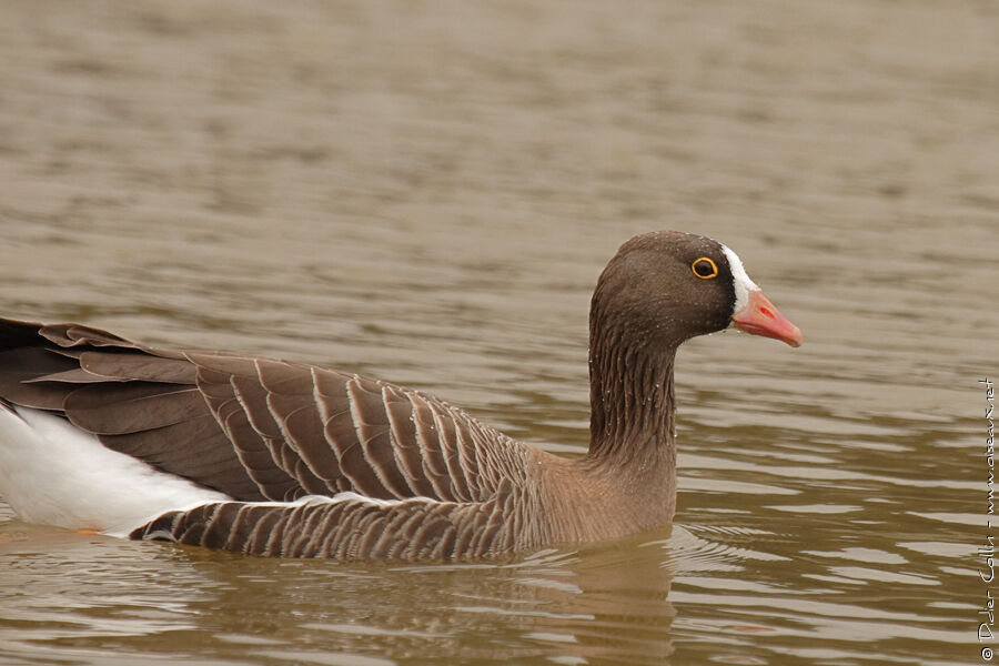 Lesser White-fronted Goose