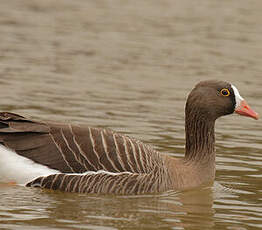 Lesser White-fronted Goose