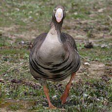 Greater White-fronted Goose