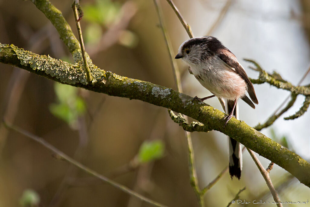 Long-tailed Titadult, identification