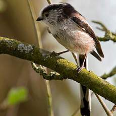 Long-tailed Tit