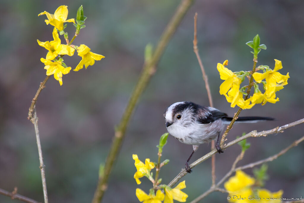 Long-tailed Titadult