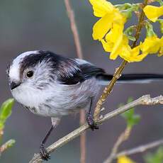 Long-tailed Tit