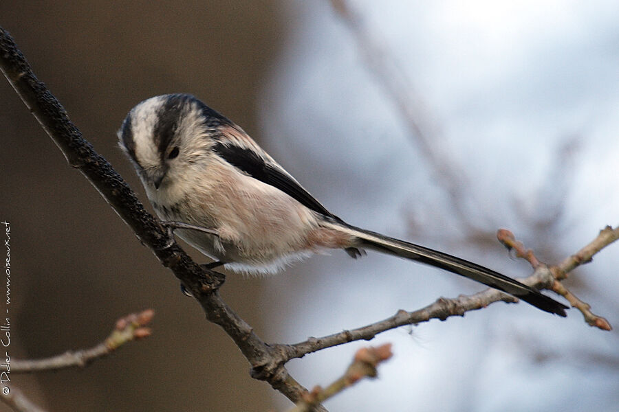 Long-tailed Tit