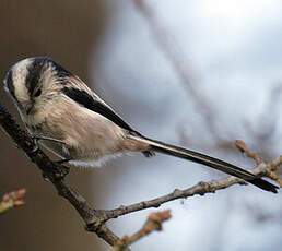 Long-tailed Tit