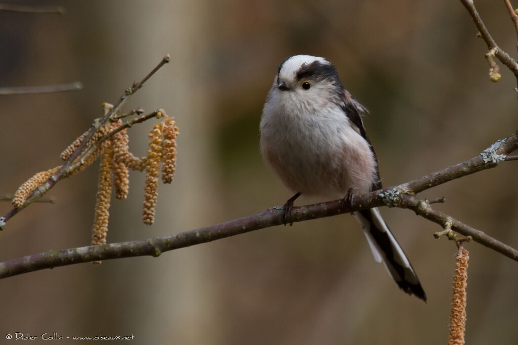 Long-tailed Tit