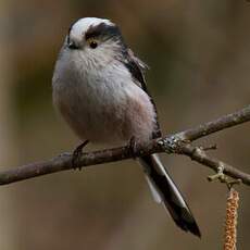 Long-tailed Tit