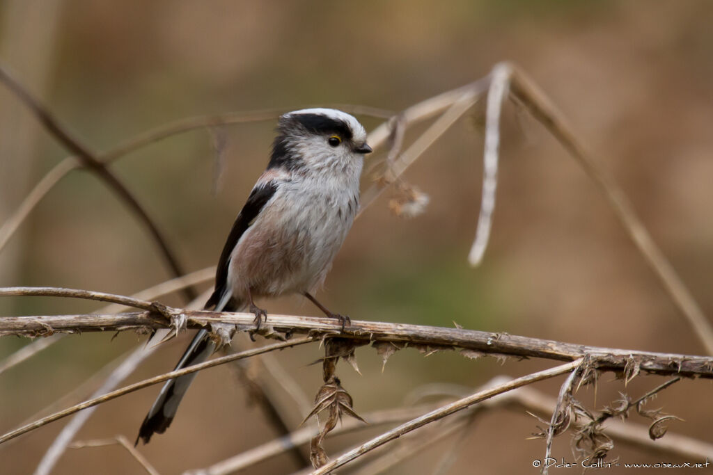 Long-tailed Tit