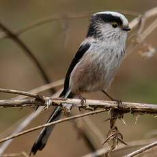 Long-tailed Tit