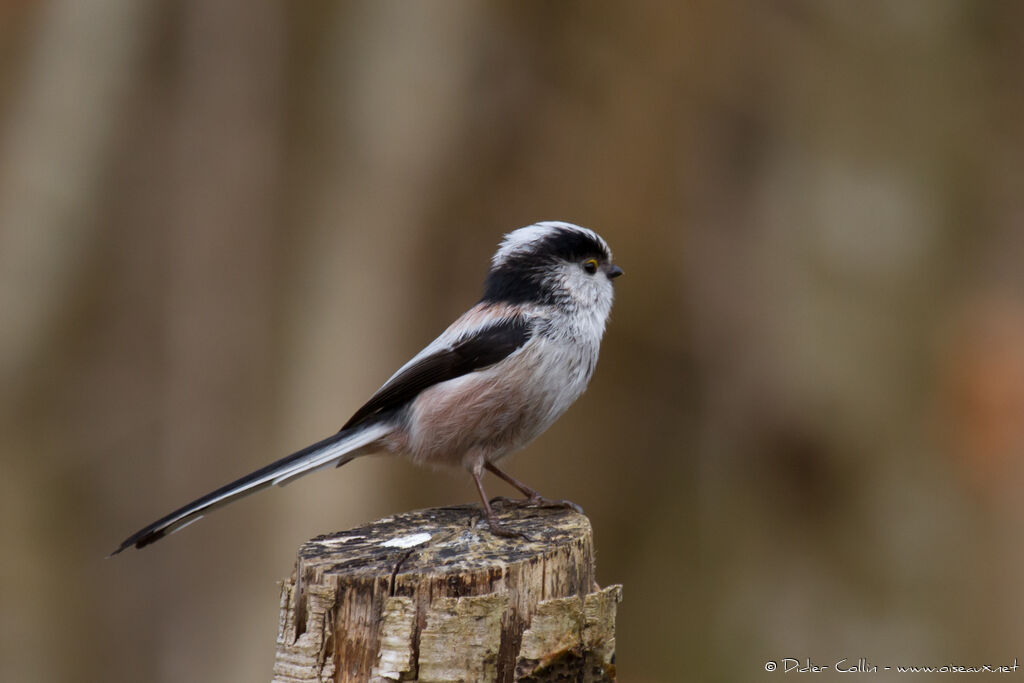 Long-tailed Tit