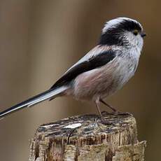 Long-tailed Tit