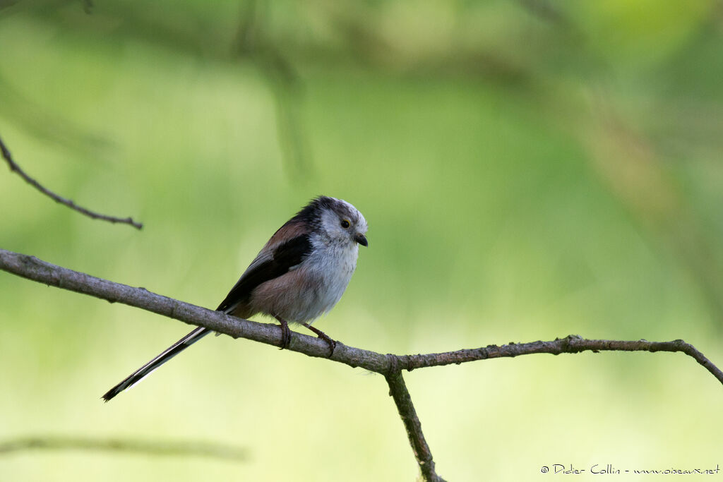 Long-tailed Titadult