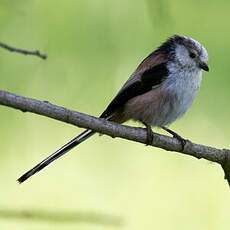 Long-tailed Tit