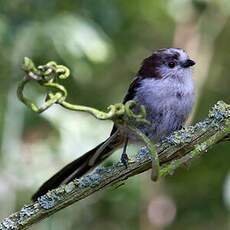 Long-tailed Tit