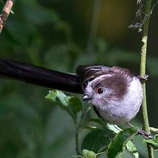 Long-tailed Tit