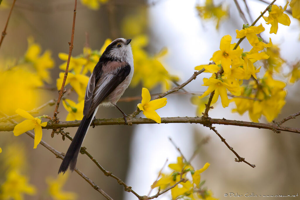 Long-tailed Titadult