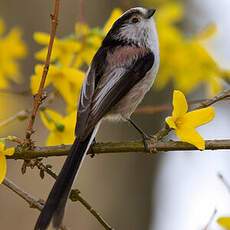 Long-tailed Tit