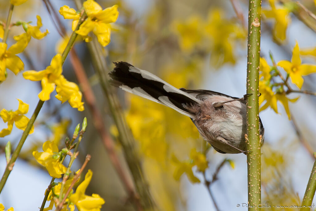 Long-tailed Titadult