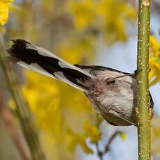 Long-tailed Tit